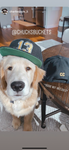 13 CC "SnapBack"